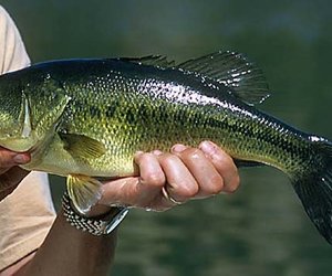 Vis vir die Gaanse | Gansbaai Explore